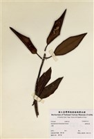 藏品(臺灣杜鵑)的圖片
